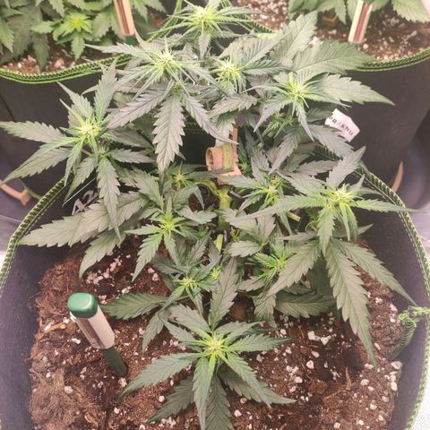 Weeedi growlog timeline photo
