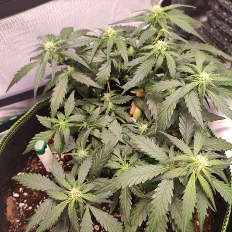 Weeedi growlog timeline photo