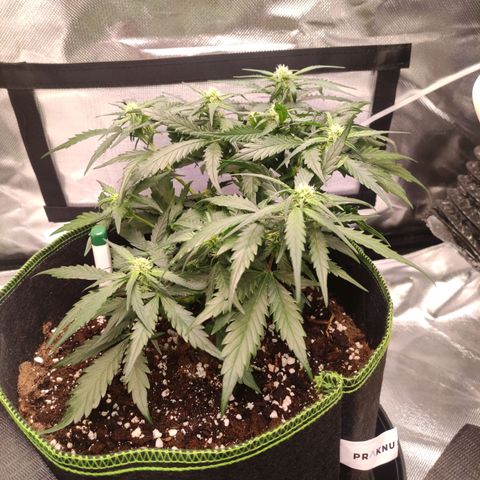 Weeedi growlog timeline photo