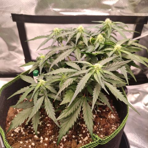 Weeedi growlog timeline photo