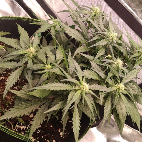 Weeedi growlog timeline photo