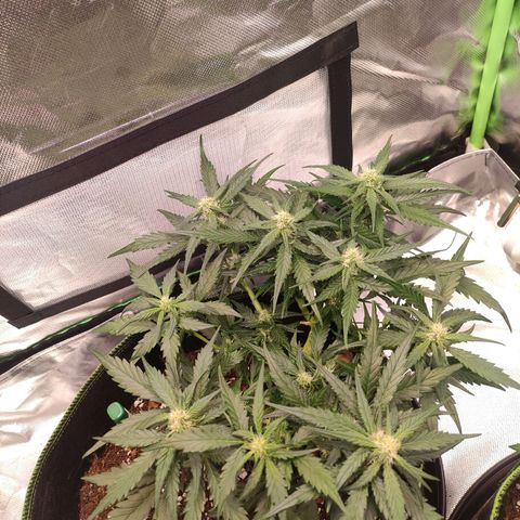 Weeedi growlog timeline photo