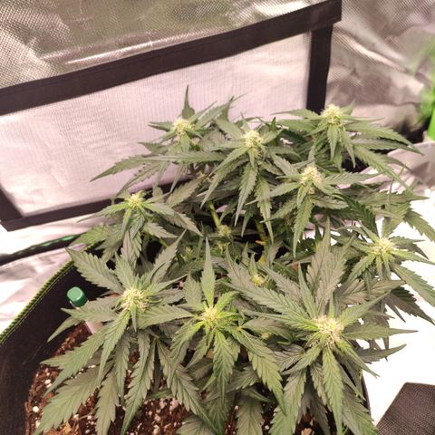 Weeedi growlog timeline photo