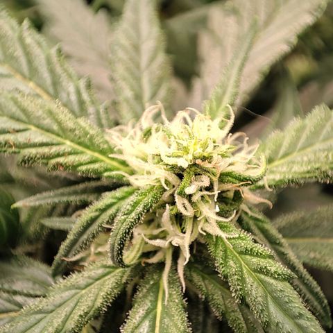 Weeedi growlog timeline photo