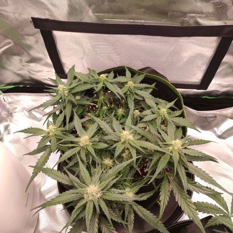 Weeedi growlog timeline photo