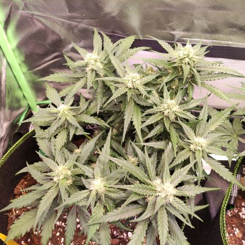 Weeedi growlog timeline photo