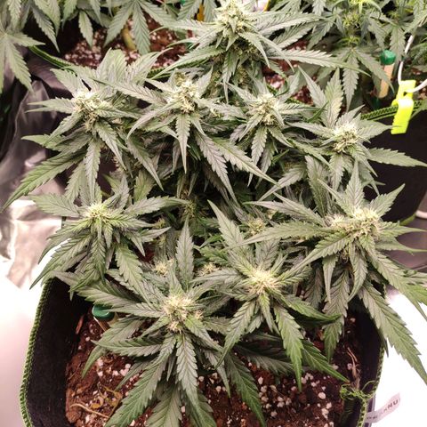 Weeedi growlog timeline photo