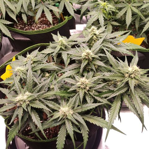 Weeedi growlog timeline photo