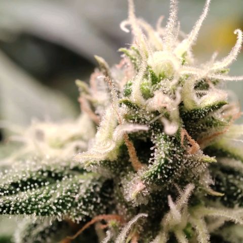 Weeedi growlog timeline photo