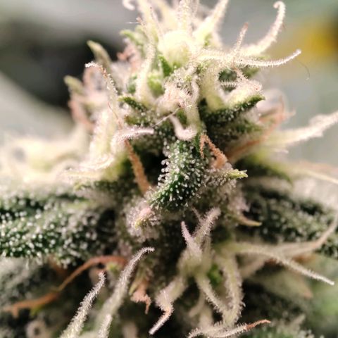 Weeedi growlog timeline photo