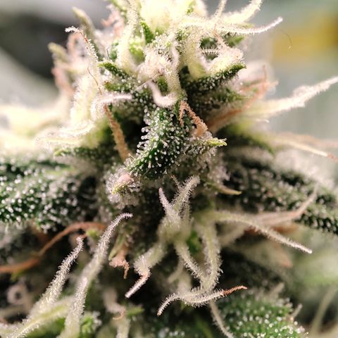 Weeedi growlog timeline photo