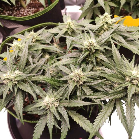 Weeedi growlog timeline photo