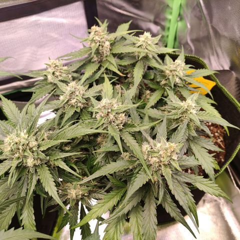 Weeedi growlog timeline photo