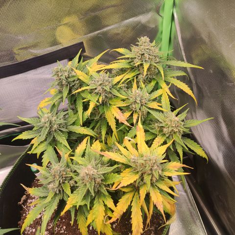 Weeedi growlog timeline photo
