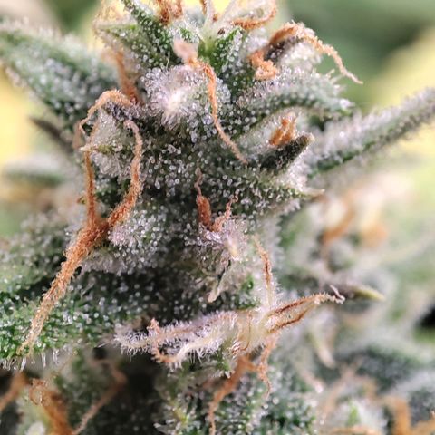 Weeedi growlog timeline photo