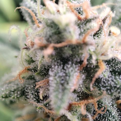 Weeedi growlog timeline photo