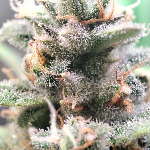 Weeedi growlog timeline photo