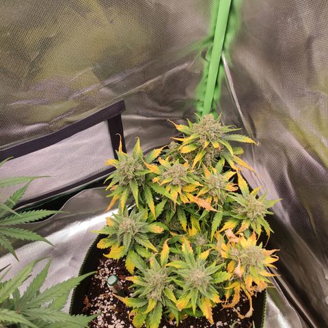 Weeedi growlog timeline photo