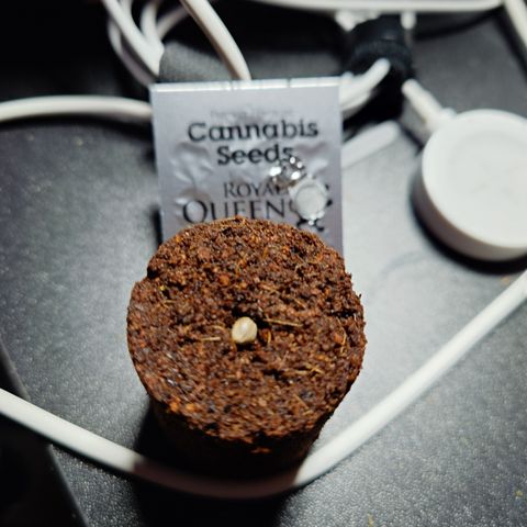 Tyson growlog timeline photo