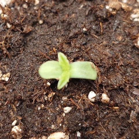 Tyson growlog timeline photo