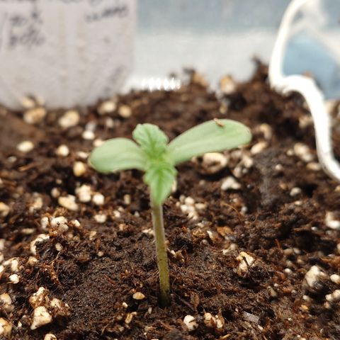 Tyson growlog timeline photo