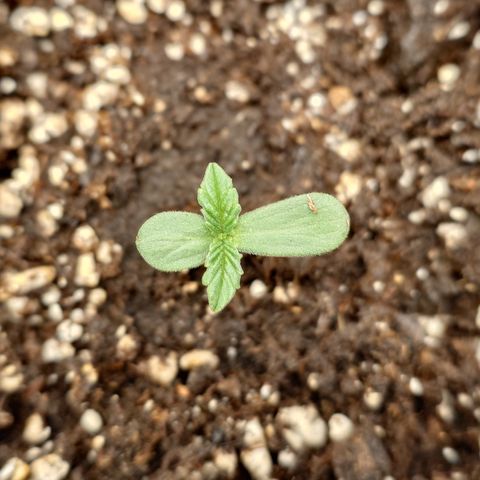 Tyson growlog timeline photo
