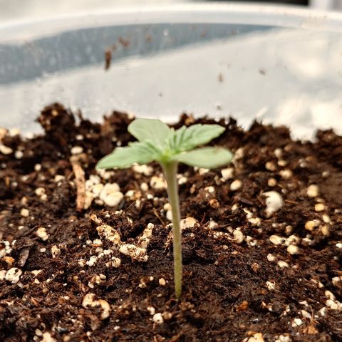 Tyson growlog timeline photo