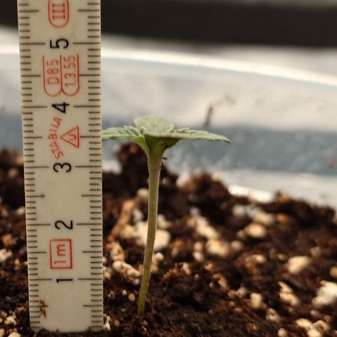Tyson growlog timeline photo