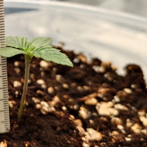 Tyson growlog timeline photo