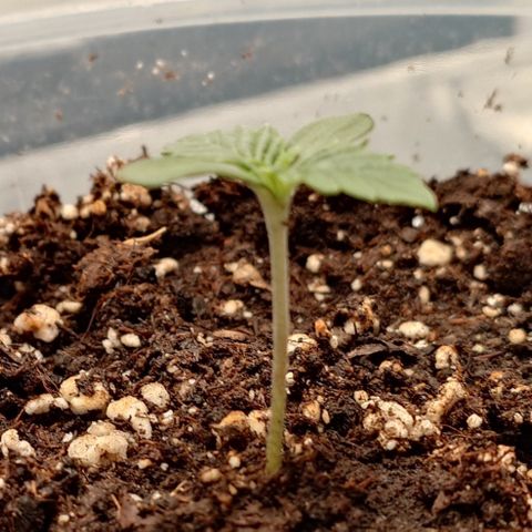 Tyson growlog timeline photo
