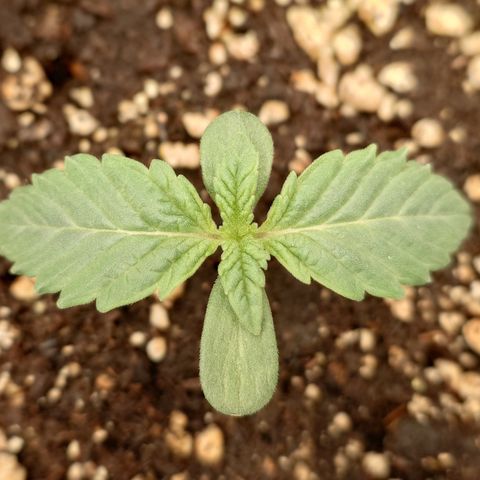 Tyson growlog timeline photo