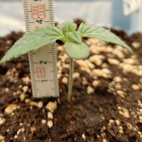 Tyson growlog timeline photo