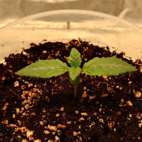 Tyson growlog timeline photo