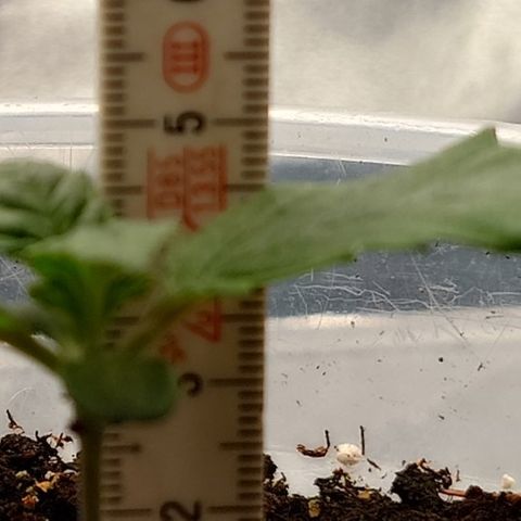 Tyson growlog timeline photo