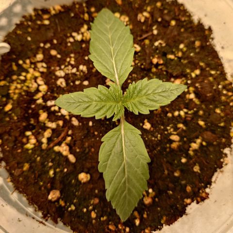Tyson growlog timeline photo