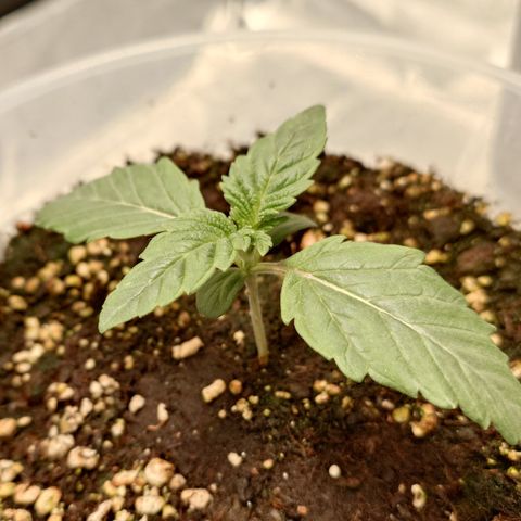 Tyson growlog timeline photo