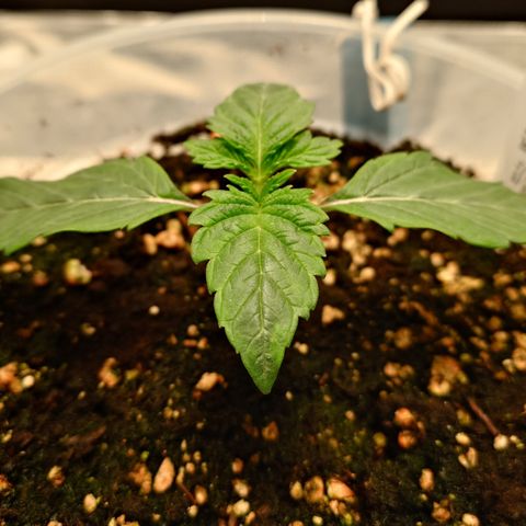 Tyson growlog timeline photo