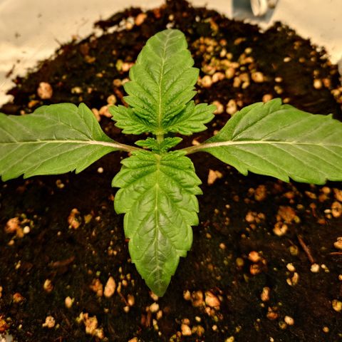 Tyson growlog timeline photo