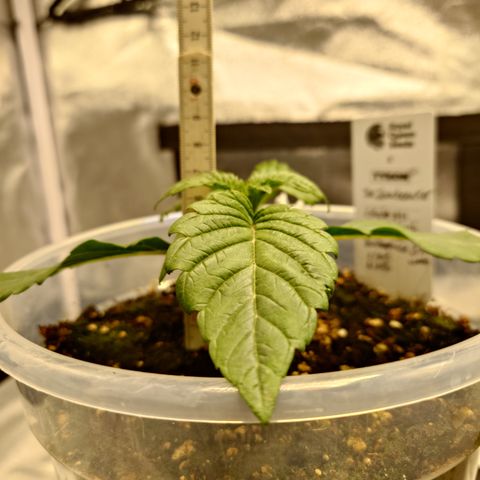 Tyson growlog timeline photo