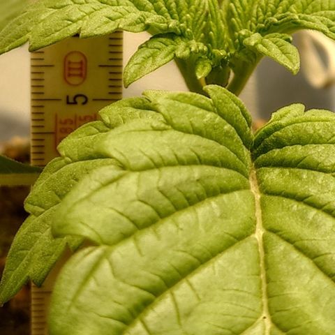 Tyson growlog timeline photo