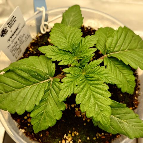 Tyson growlog timeline photo