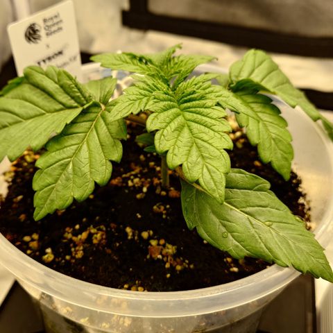 Tyson growlog timeline photo