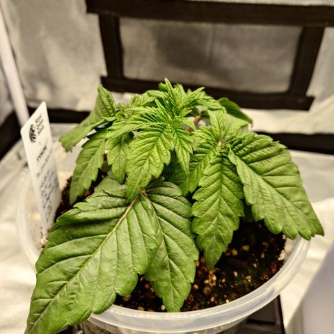 Tyson growlog timeline photo