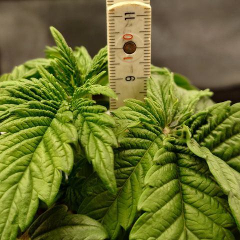 Tyson growlog timeline photo