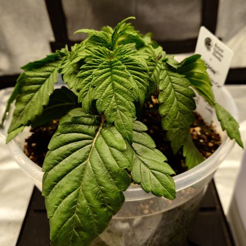 Tyson growlog timeline photo