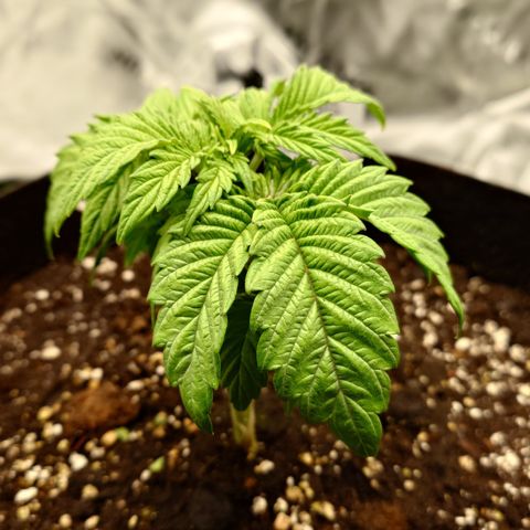 Tyson growlog timeline photo