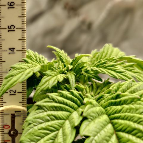 Tyson growlog timeline photo