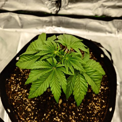 Tyson growlog timeline photo