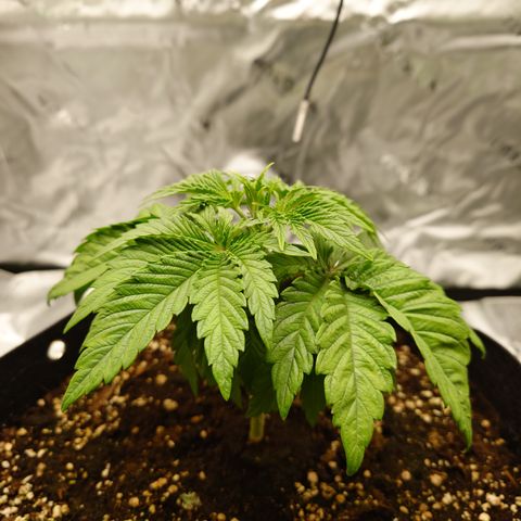 Tyson growlog timeline photo