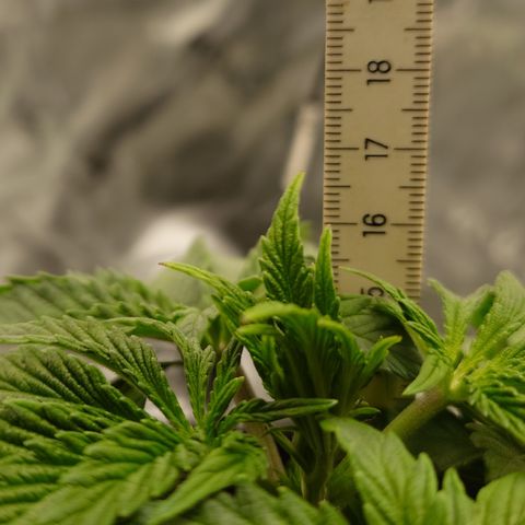 Tyson growlog timeline photo